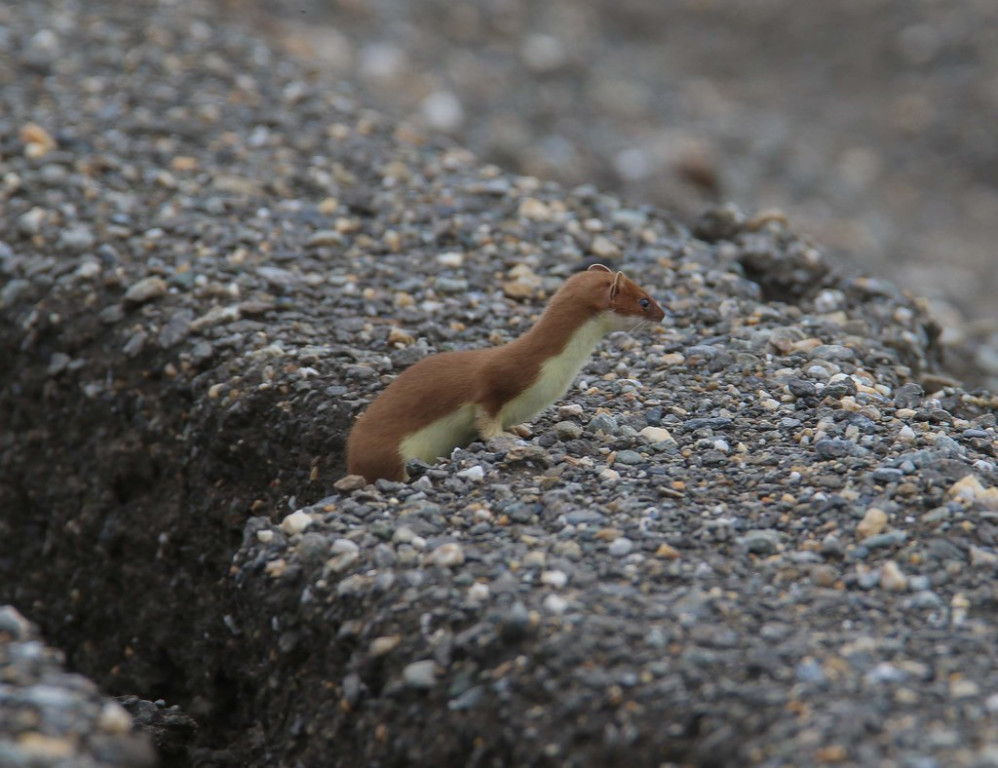 …sprightly Short-tailed Weasels along the Nome roads.