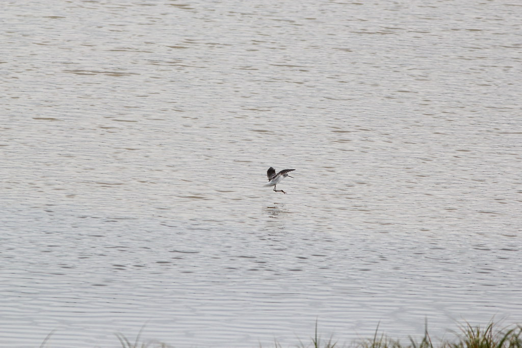 …or even something truly rare like this Marsh Sandpiper.