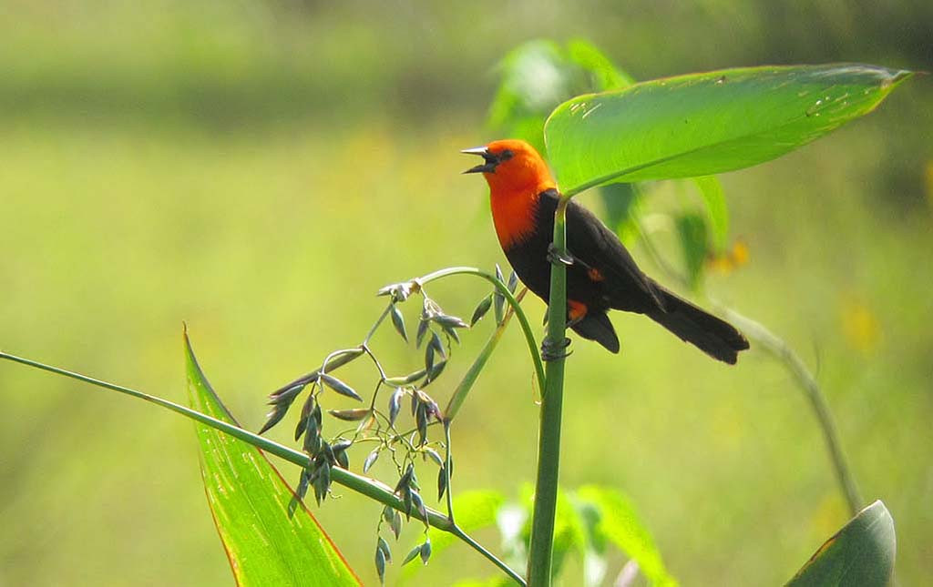 Many birds will be abundant, but we’ll need luck to find a Scarlet-headed Blackbird in the roadside marshes.