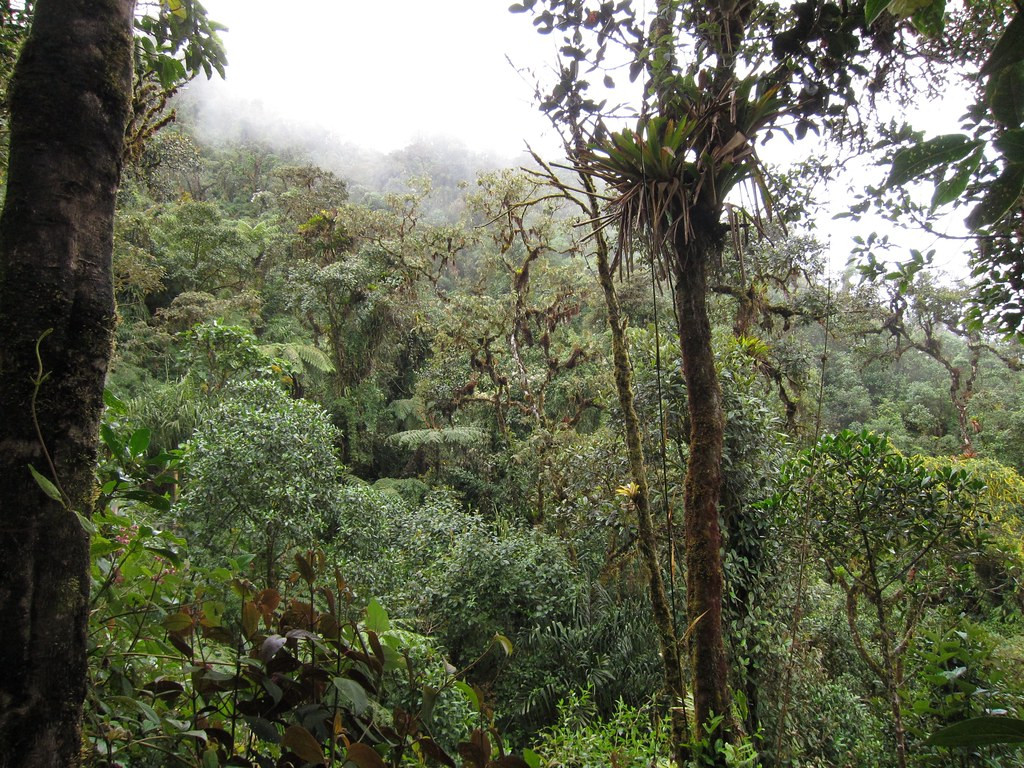 …and cloud forest… (photo by Richard C. Hoyer)