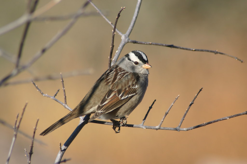 New Mexico is a great place to study wintering sparrows, such as this adult Gambel’s White-crowned Sparrow…
