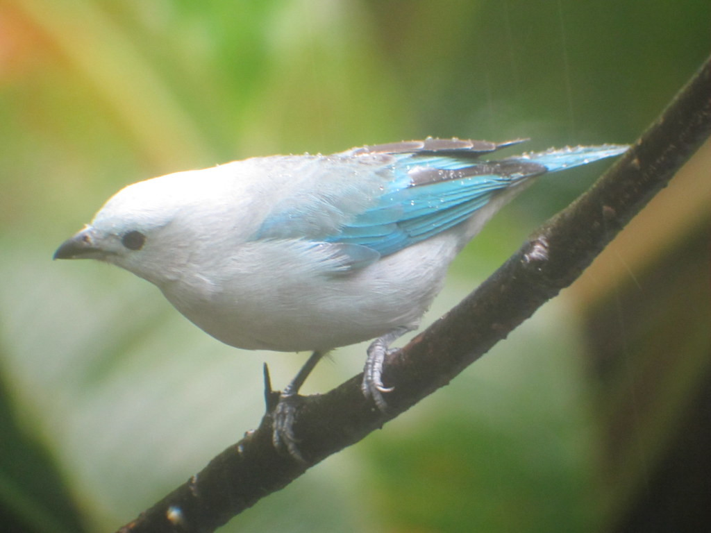 …and Blue-gray Tanagers around the hotel before…