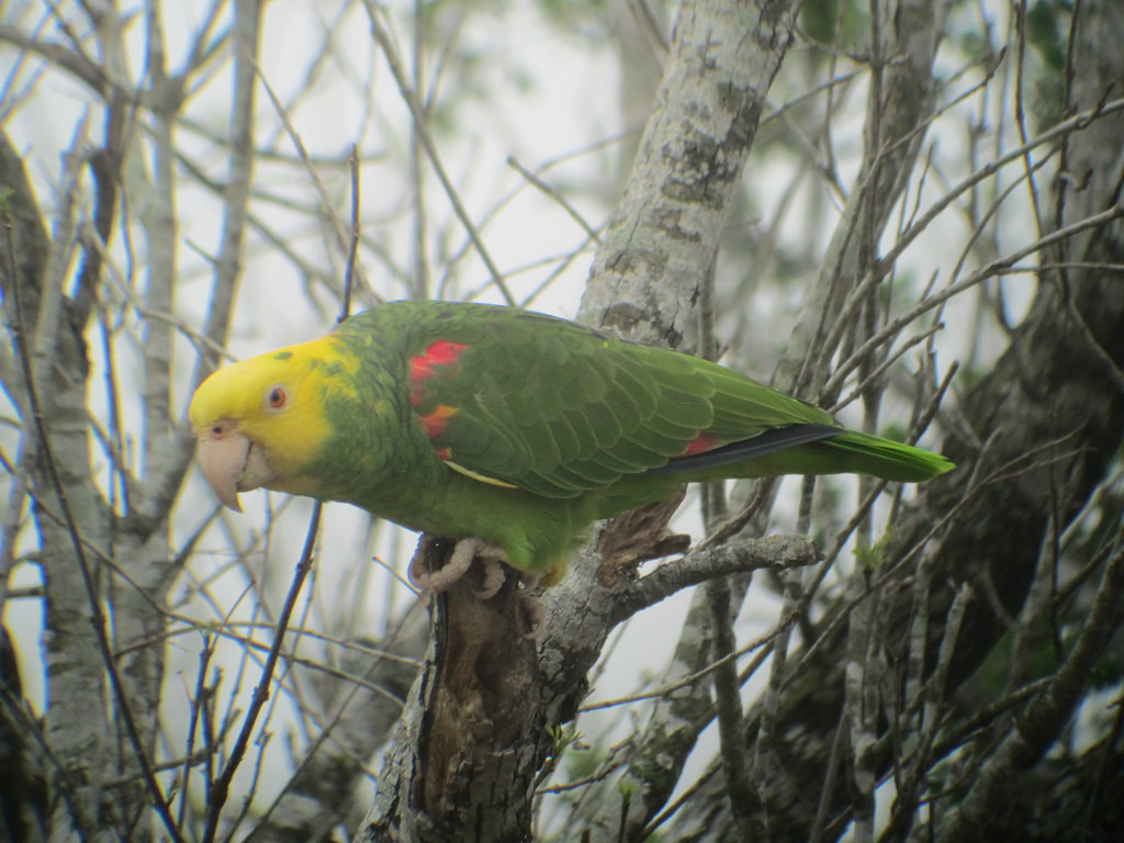 One evening we’ll visit a parrot roost, where noncountable species such as this Yellow-headed Parrot …