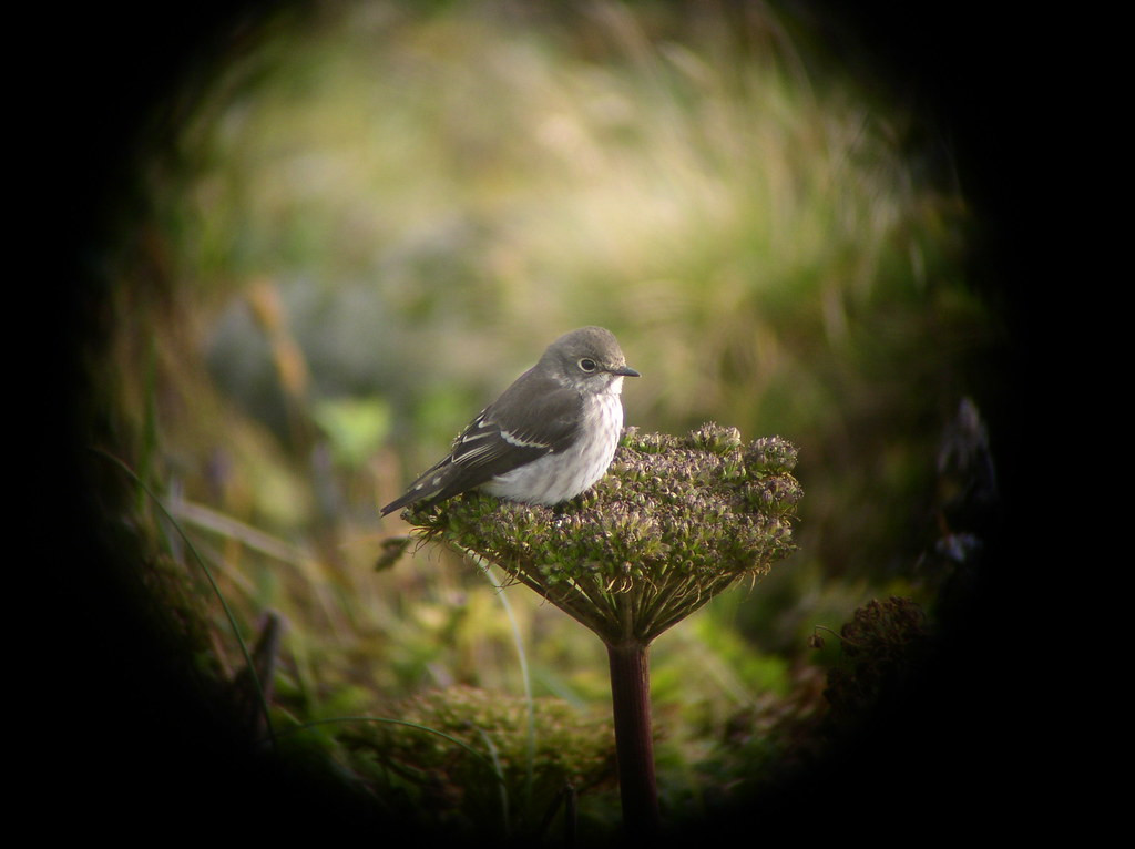 …and Gray-streaked Flycatcher from the old world…