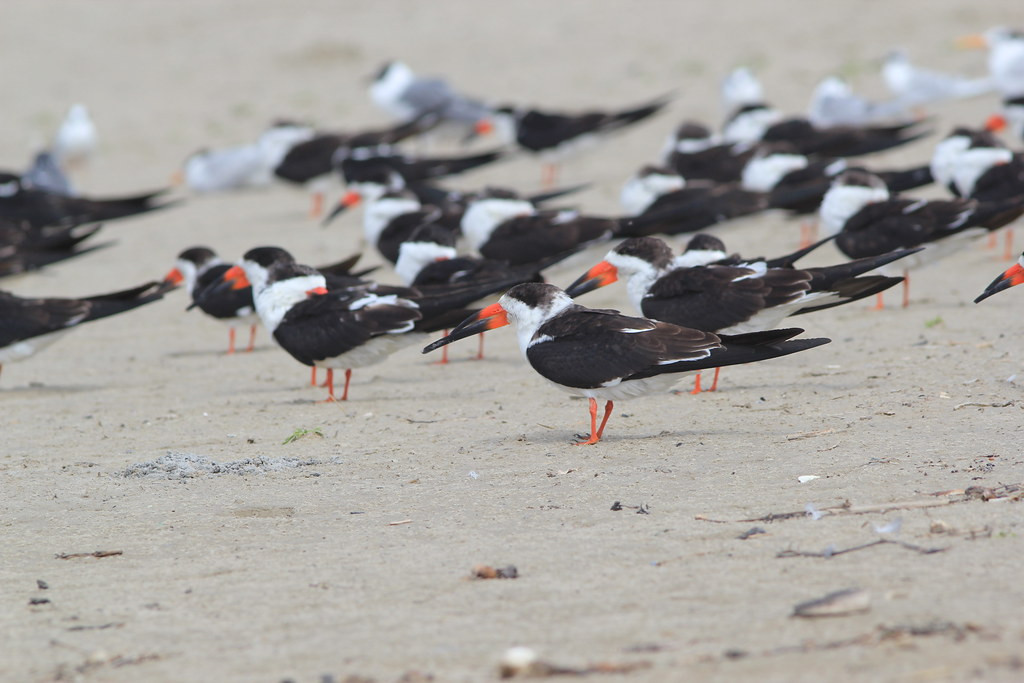 … and get us close to flocks of gulls, terns and Black Skimmers on the beaches.