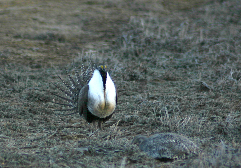 …we’ll find displaying Greater Sage-Grouse.