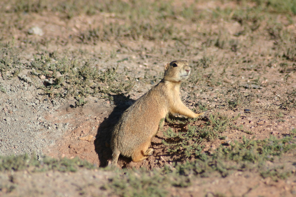 …and Gunnison Prairie-Dogs can be common here as well.