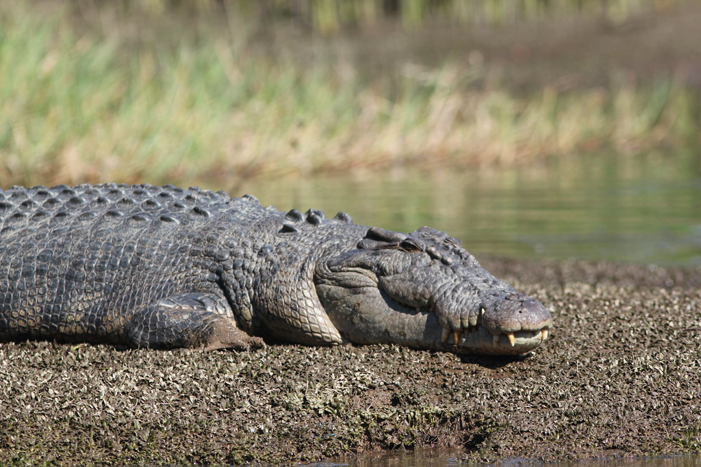 and perhaps even that most Australian of animals - the Saltwater Crocodile.