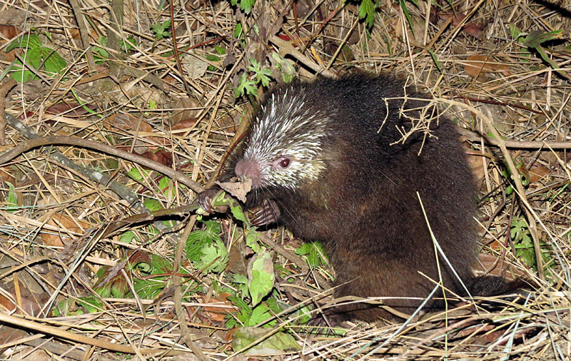 …and if wf we don’t see owls, we could see something else exciting, such as a Kinkajou, opossum, or this Mexican Porcupine.                               