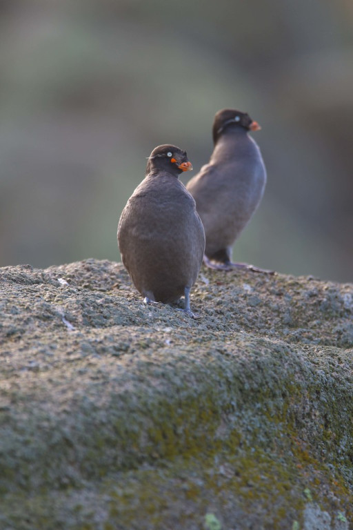 …and Crested Auklets still on their breeding cliffs above town.