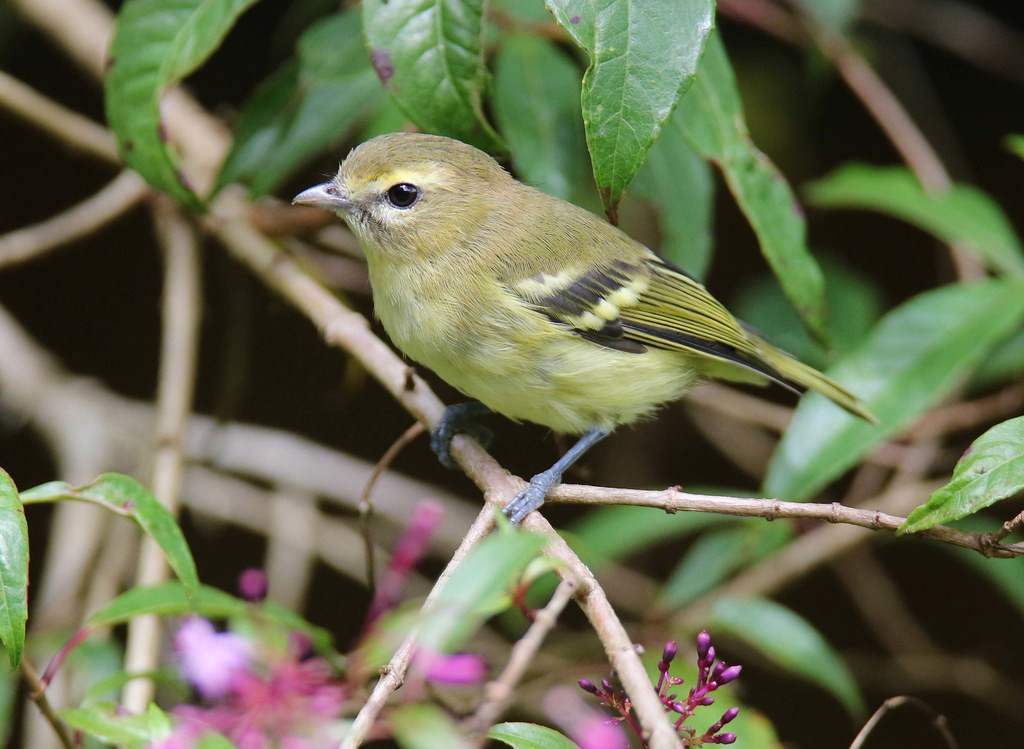 …and Yellow-winged Vireo, among many other species.