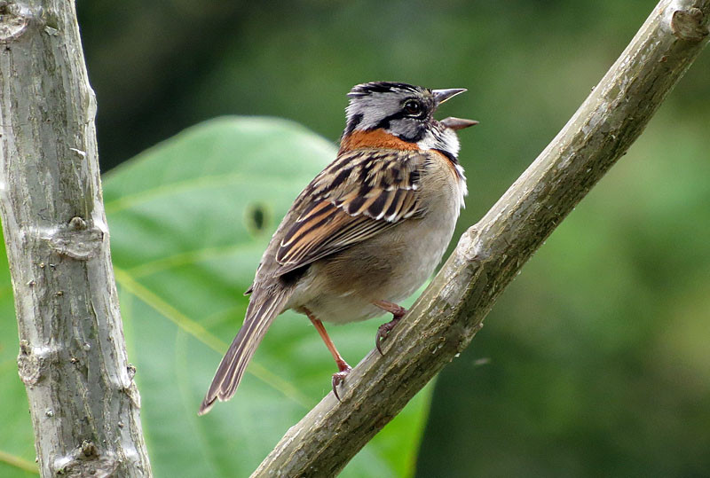 including Rufous-collared Sparrow, a familiar bird of open areas…                               