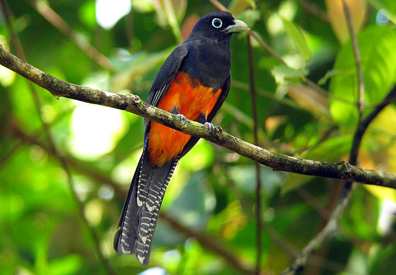 …with the regionally endemic Baird’s Trogon often right around the lodge buildings…                              