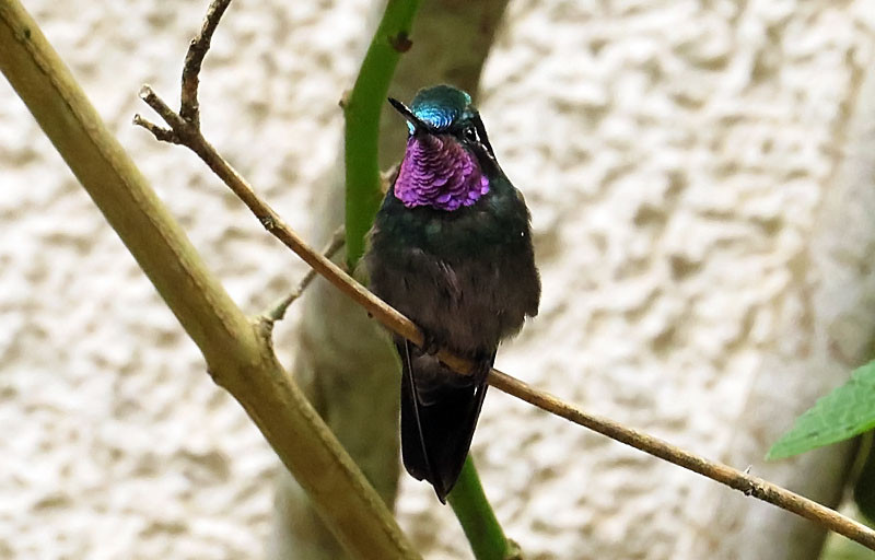 …including Purple-throated Mountain-gem, one of 35 or more species of hummingbirds we could see…                             
