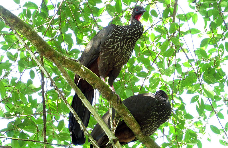 Crested Guans are unusually common in this region…                               