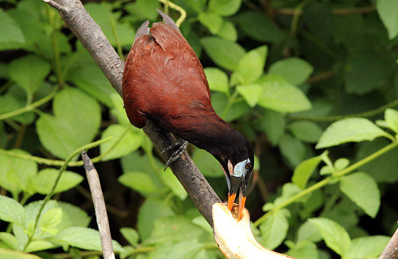 …and the noisy Montezuma Oropendola is also common, dominating at feeders.