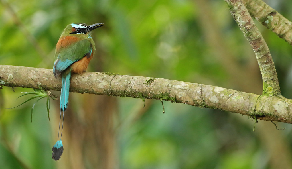 …and we’ll make a special effort to track down the gorgeous Turquoise-browed Motmot.
