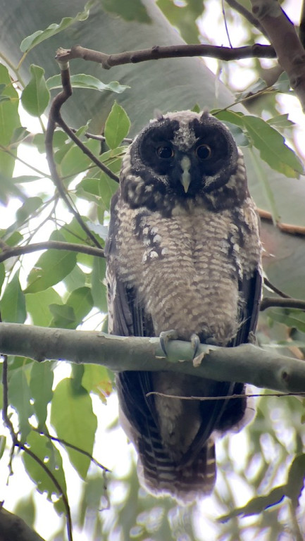 …and maybe, if we’re really lucky, a roosting Stygian Owl!