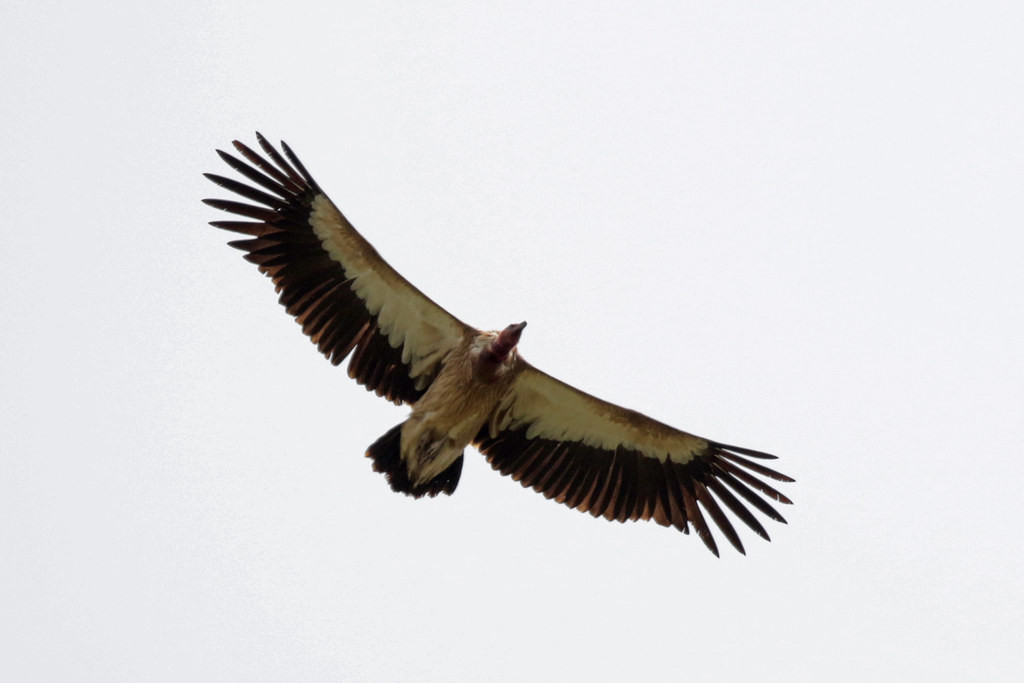 While overhead there is a good chance of seeing a mighty Himalayan Vulture