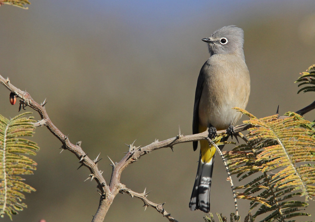 …where we’ll enjoy an introduction to some of Guatemala’s classic highland species like this Gray Silky-Flycatcher.