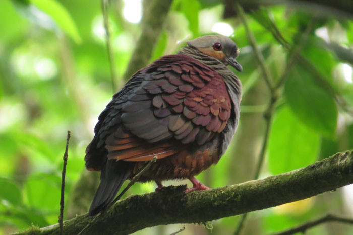 Appreciated for its colors, behavior, and elusiveness is the endemic Crested Quail-Dove. 