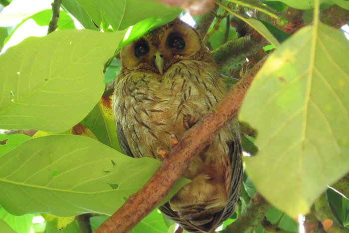 Usually seen by night, the Jamaican Owl can sometimes be found on a day roost. Photo: Rich Hoyer