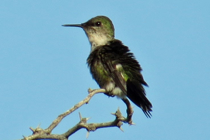 Vervain Hummingbird just misses being the world's smallest bird. 