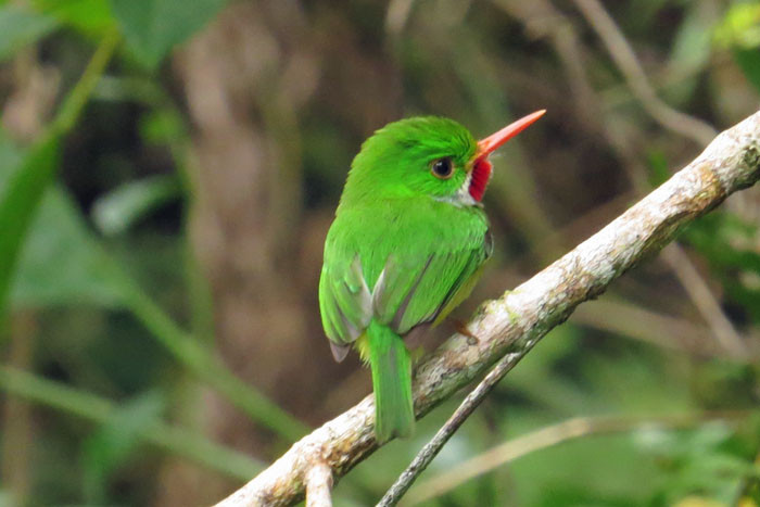 One fifth of the world's diversity of todies occurs here, the appropriately named Jamaican Tody. 