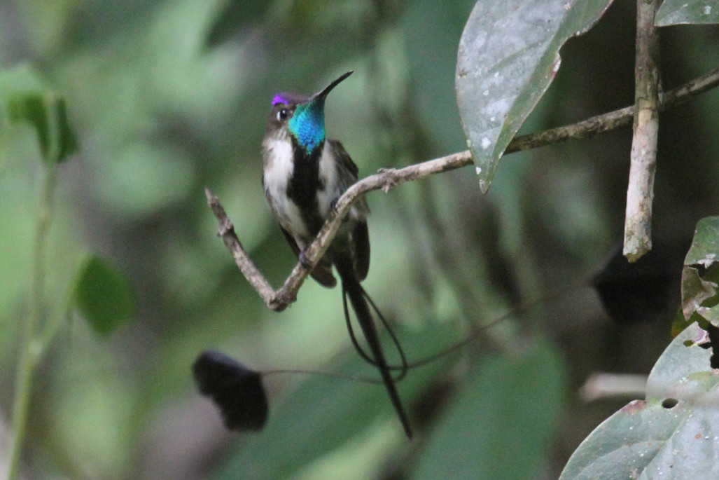 We expect to see around 30 species of hummingbird, including the  Marvelous Spatuletail.