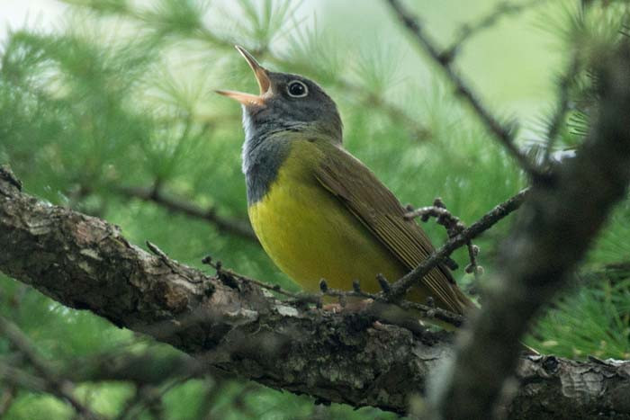 A  Connecticut Warbler sings from almost overhead in a tamarack bog. &lt;small&gt;Image: Chris Wood&lt;/small&gt;