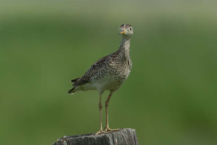 Upland Sandpiper is a visual and aural presence in the North Dakota grassland. &lt;small&gt;Image: Chris Wood&lt;/small&gt;