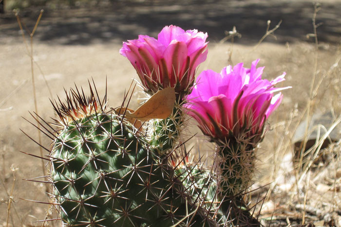 Many Sonoran Desert cacti should be in bloom during our tour.   