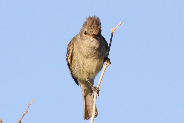 A Northern Beardless Tyrannulet responds to our whisted imitation of its piercing song.   