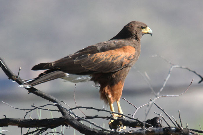 An adult Harris's Hawk searches for ground squirrels in the Sonoran Desert scrub.   