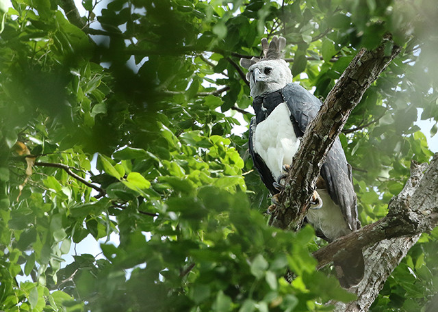 Harpy Eagle is a distinct possibility.Photo: Luke Seitz