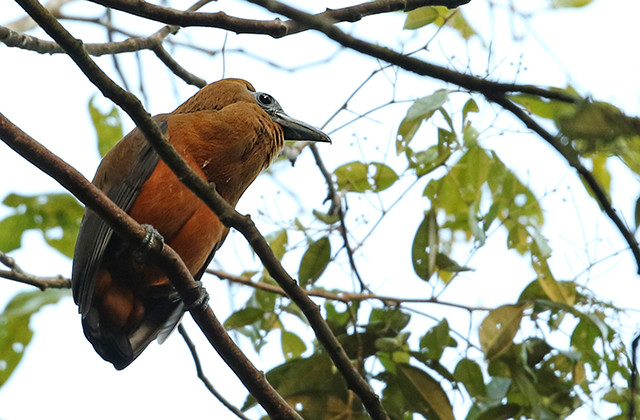 The Capuchinbird is amazing visually and vocally.
