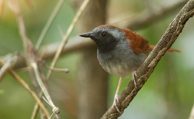 White-bellied Antbird is not always this easy to see.