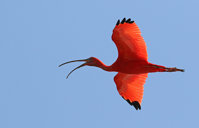 Scarlet Ibis is no less stunning for being common in its preferred habitat.