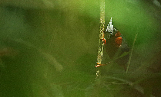 A White-plumed Antbird means we've found an army ant swarm.