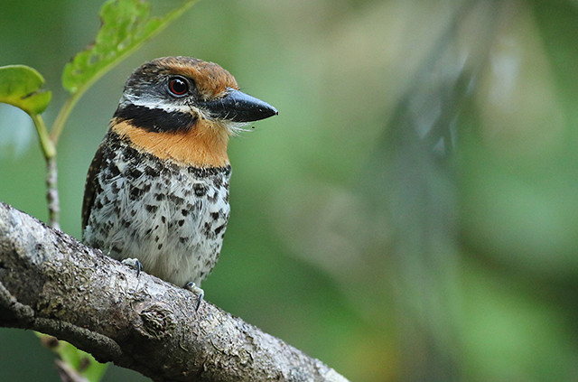 The handsome Spotted Puffbird.