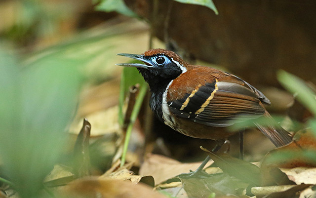 Ferruginous-backed Antbird is one of the family's more attractive representatives.