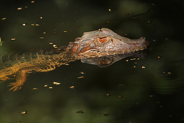 Dwarf Caiman is a scarce reptile often seen on the Guyana tour.