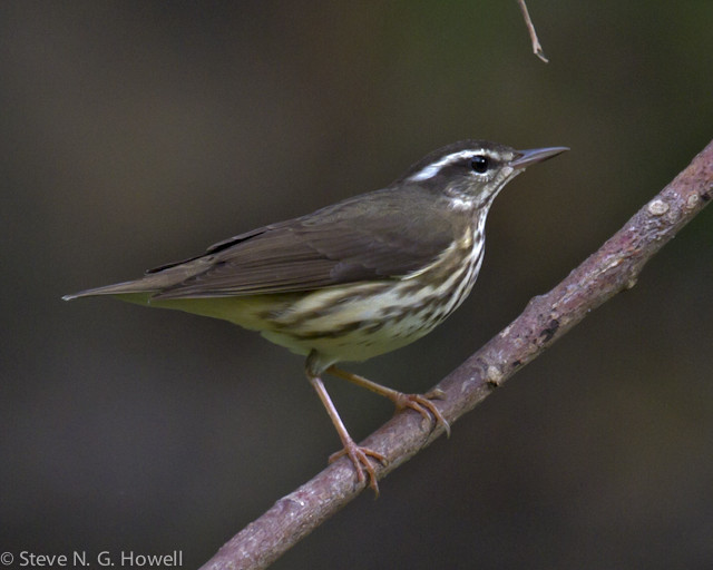 Our Colima trip is loaded with migrants from North America. Here a Louisiana Waterthrush.