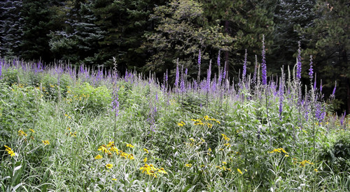 Summer rains bring on a profusion of wildflowers, especially in the mountains.Photo: Jon Dunn
