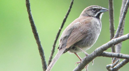 Five-striped Sparrow invades the U.S. in a tiny bit of Southeastern Arizona.