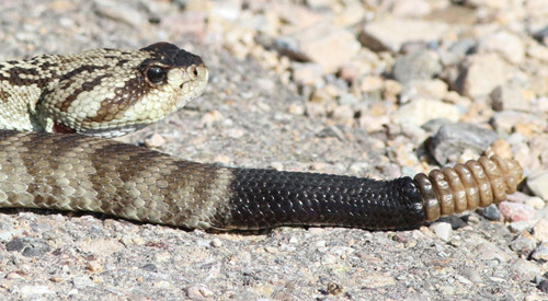 All manner of creatures including Black-tailed Rattlesnake respond to the summer rains.