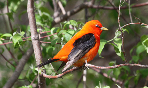 Scarlet Tanager, the iconic songbird in eastern deciduous forests.