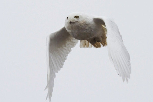 In the tundra around Barrow we&rsquo;ll see ghostly Snowy Owls hunting lemmings and voles in the endless summer sun.
