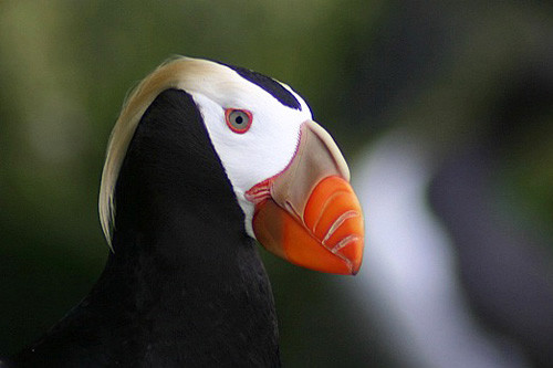 The Pribilof Islands are a dream location for viewing seabirds like Tufted Puffin.
