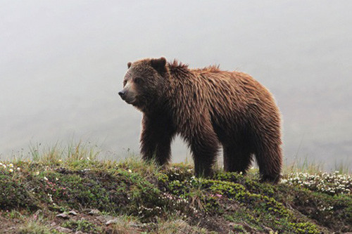 Grizzly Bears are regularly encountered around Denali National Park.
